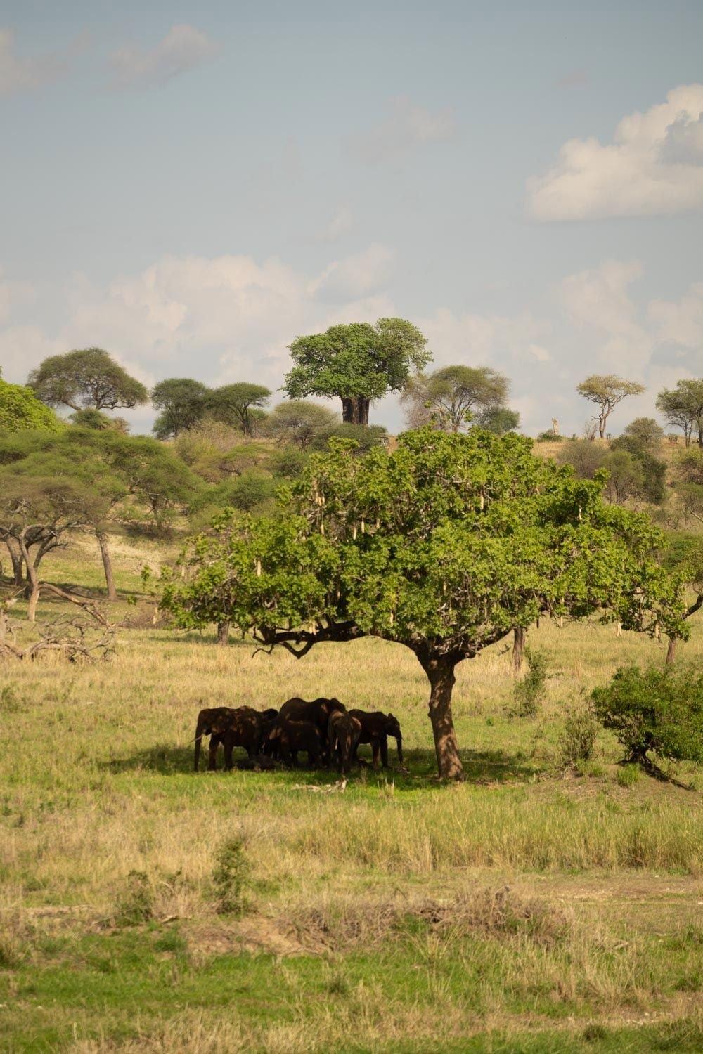 carousel-hero-element image-1